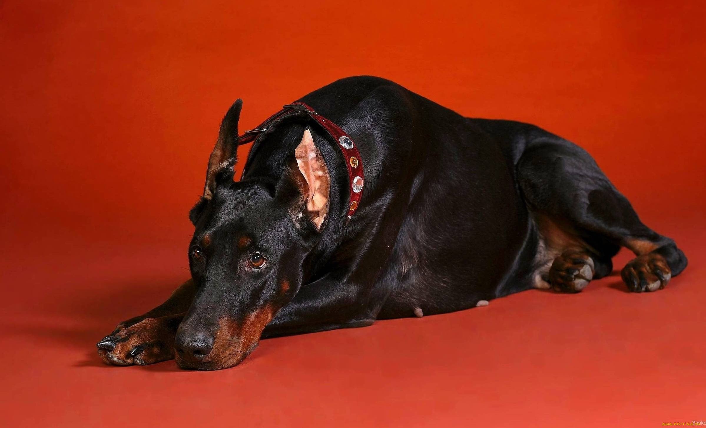 dog, , , , 